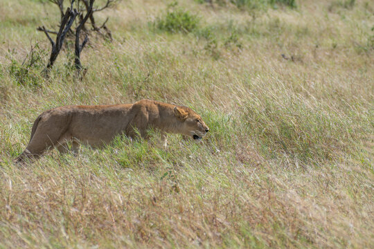Lioness Stalking Through Tall Grass of the Serengeti Savanna