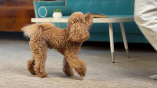 Indoor midsequence of small apricot poodle interacting with person stepping near teal sofa in