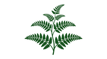 Single green fern frond leaf isolated on white. © edna