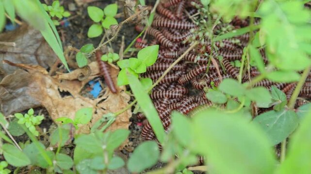 Massive cluster of brown millipedes crawling on the ground among green plants