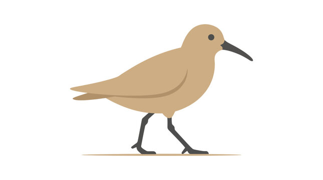 Shorebird sandpiper standing on white background.