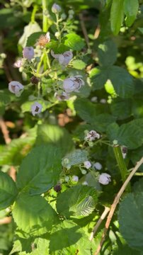 Wei&szlig;e Brombeerbl&uuml;ten in einer naturnahen Hecke - Naturnahe Sommeraufnahme eines wertvollen Lebensraums f&uuml;r Bienen, Hummeln und andere Best&auml;uber.
