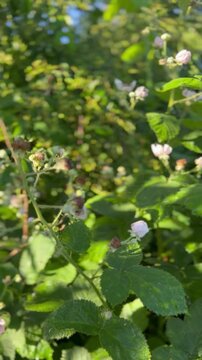 Bl&uuml;hende Brombeerhecke (Rubus fruticosus) &ndash; Sommerliche Kamerafahrt durch die Natur - Naturnahe Sommeraufnahme eines wertvollen Lebensraums f&uuml;r Bienen, Hummeln und andere Best&auml;uber.