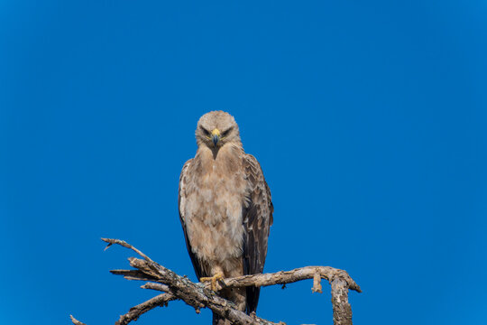 Close Up of Tawny Eagle Perched on a Tree Branch Looking Down