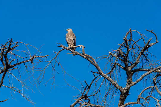 Tawny Eagle Perched on a Dead Tree Branch Against a Clear Blue Sky in the Serengeti
