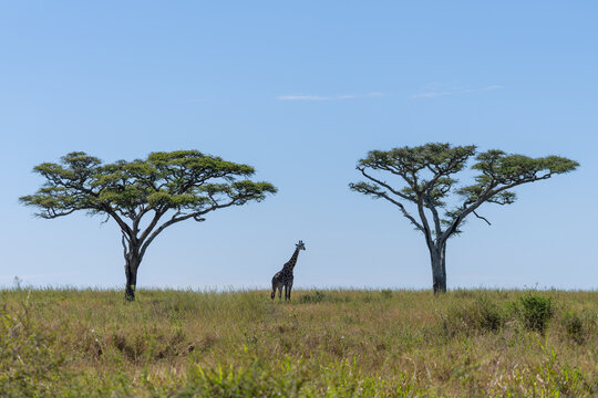 Solitary Giraffe Standing Between Two Acacia Trees on the Serengeti Plains