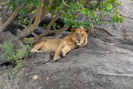 Young Male Lion Resting in the Shade of a Tree on a Rocky Kopje in the Serengeti