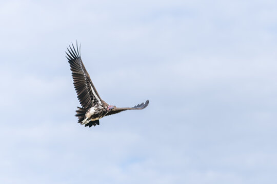 Lappet-faced Vulture Flying Through a Cloudy Sky in the Serengeti