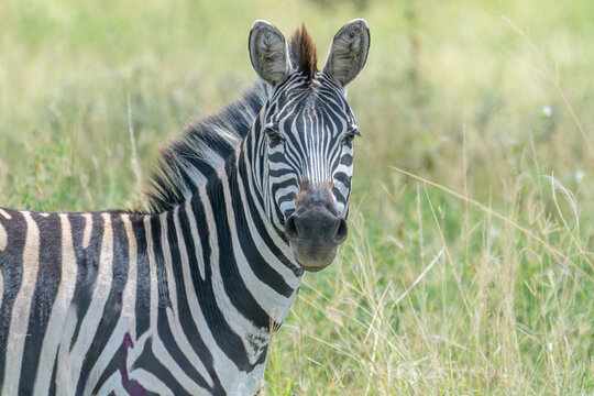 Close Up Portrait of a Plains Zebra Looking at Camera in the Serengeti