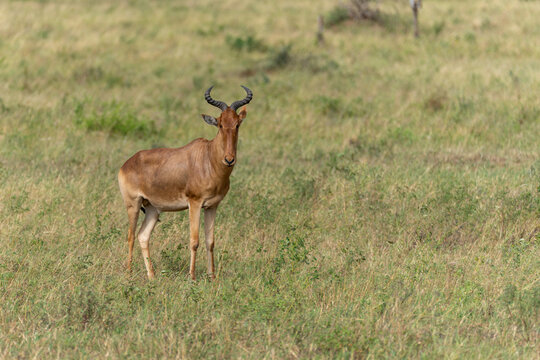 Solitary Topi Antelope Standing in an Open Serengeti Grassland