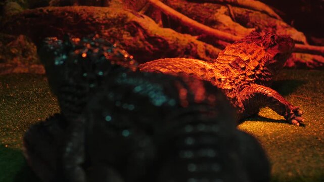 Two small crocodiles rest in an artificial enclosure of a terrarium. Reptiles warm themselves under a special red lamp on a green coating.
