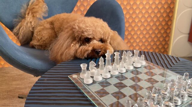 Apricot poodle progression from resting to attentive posture beside glass chessboard in stylish