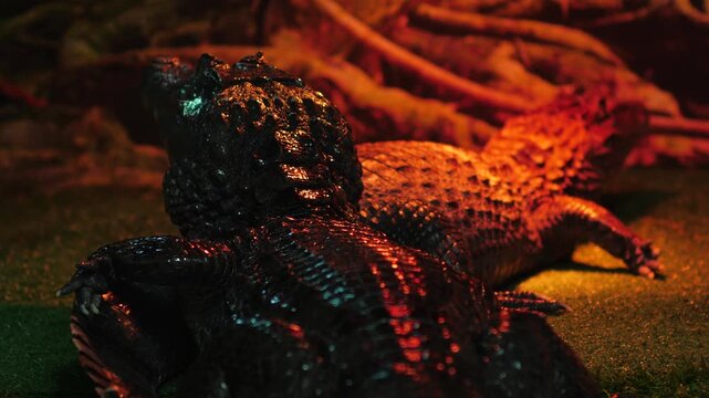 Two small crocodiles are lying in a terrarium enclosure viewed from the back. Reptiles warm themselves under a special red lamp that highlights the embossed texture of their skin.