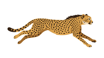 Spotted cheetah running at high speed across white background. © flat.vector