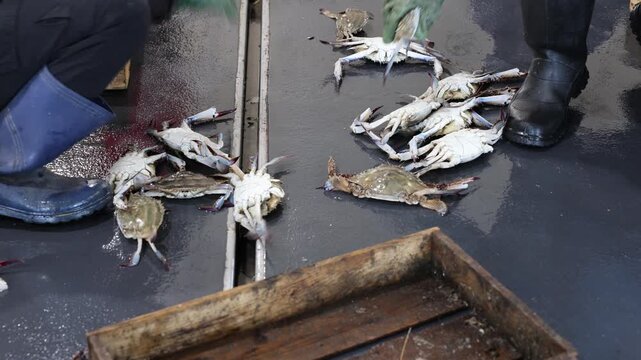 Sorting Blue Crabs at a Seafood Market