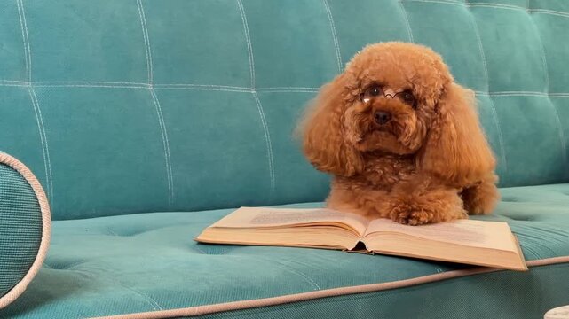 Apricot toy poodle on teal sofa with open book foreground reading pose across sequence