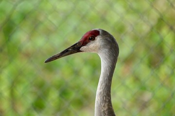 Fototapeta premium close up of a sandhill crane