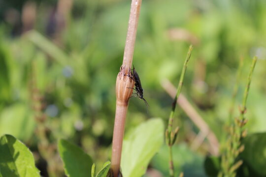 Sawfly hanging upside down on horsetail