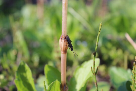Sawfly hanging upside down on horsetail