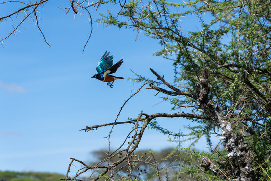 Hildebrandt's Starling In Flight Flying Away From an Acacia Tree in the Serengeti
