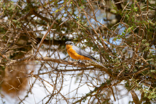 Silverbird Perched on a Thorny Acacia Branch in the Serengeti
