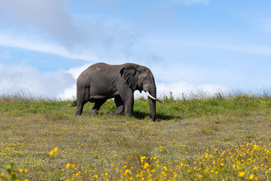 African Bush Elephant Walking Through a Field of Yellow Wildflowers in the Serengeti