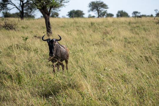 Blue Wildebeest Standing in a Tall Grass Savanna in the Serengeti