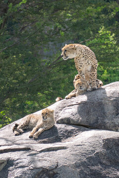 Mother Cheetah with Two Cubs Resting on a Rocky Kopje in the Serengeti