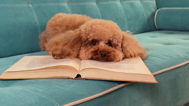 Toy poodle settling on open book across teal sofa during calm domestic sequence nearing end