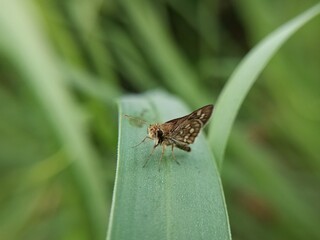 macro photo of a brown skipper butterfly perched on a leaf © Sigit