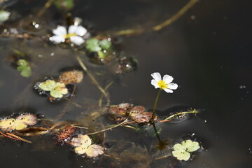 Blume. © janis