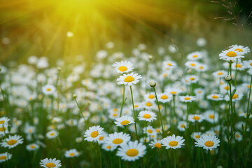 field of blooming white chamomile or oxeye daisy flowers (Bellis perennis) in a green grass meadow during sunset © Peresada