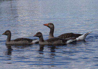 Fototapeta premium greylag goose family