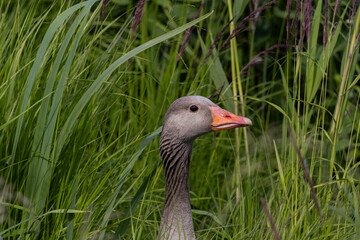 portrait of a goose © Anton