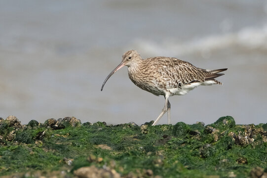 Eurasian curlew, Numenius arquata, walking on mossy rocks on the seashore, side view of a large wading bird with long down-curved bill