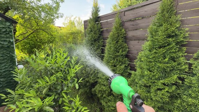 Gardener Watering Cherry Laurel, Arborvitae and Yew Shrubs in Home Garden