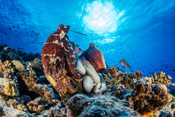 Poulpes sont posés sur un récif corallien dans une eau turquoise éclairée par les rayons du soleil en surface © Tropicalens