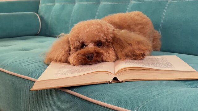 Apricot toy poodle resting on teal sofa with open book during slow domestic sequence