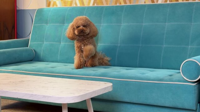 Apricot toy poodle progressing from resting to alert on turquoise midcentury sofa in home interior