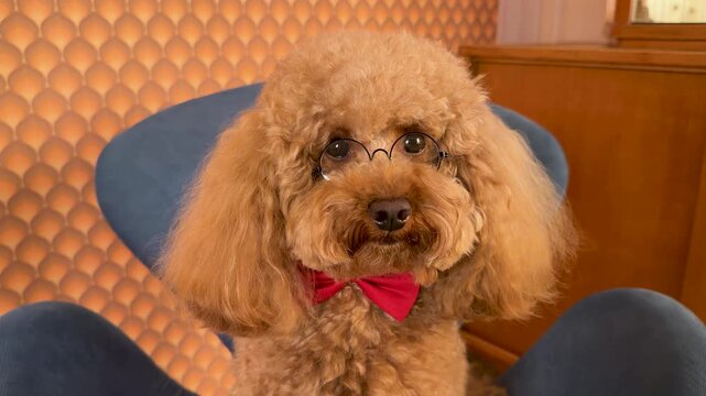 Apricot poodle wearing eyeglasses and red bow tie seated on blue midcentury armchair across home