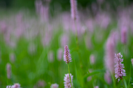 Bistorta officinalis meadow european bistort in bloom, pink meadow flowering snakeroot snakeweed plants in green grass