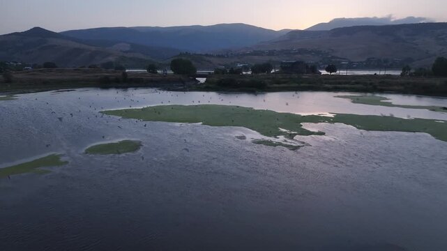 An aerial drone shot captures a large flock of white birds flying gracefully over a scenic blue lake with green algae patches on a bright sunny summer day.

