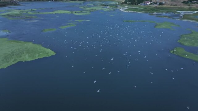 An aerial drone shot captures a large flock of white birds flying gracefully over a scenic blue lake with green algae patches on a bright sunny summer day.

