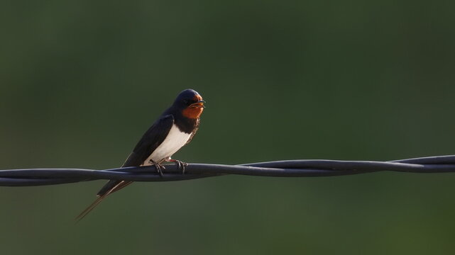 Barn Swallow on wire, Hirundo rustica, birds of Montenegro