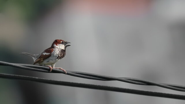 House Sparrow on wire, Passer domesticus, birds of Montenegro 