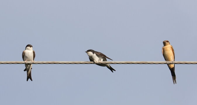 House martin and Red-rumped swallow on wire, Delichon urbicum and  Cecropis daurica, birds of Montenegro