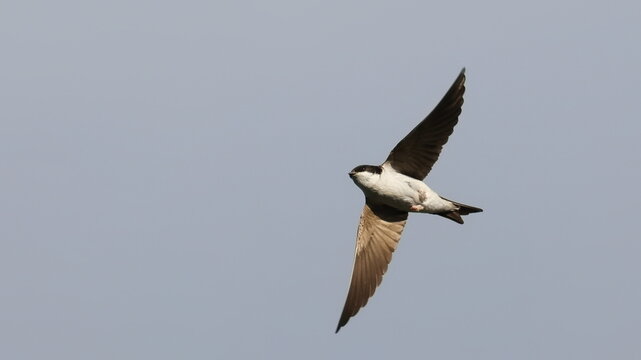 House martinin flight, Delichon urbicum, birds of Montenegro