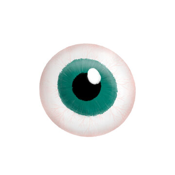 Hand drawn illustration of a creepy human eyeball with a green iris and red veins isolated on a transparent background