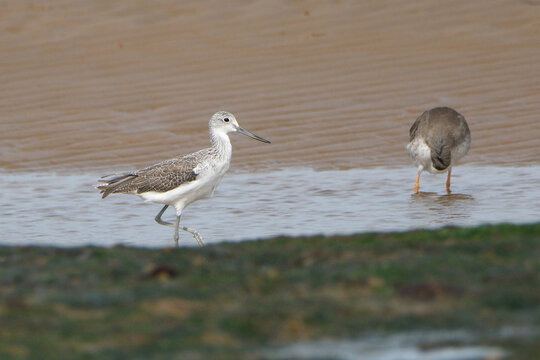 Common greenshank (Tringa nebularia) walking in shallow water on the riverbank