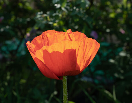 Vibrant orange poppy flower glowing in sunlight
